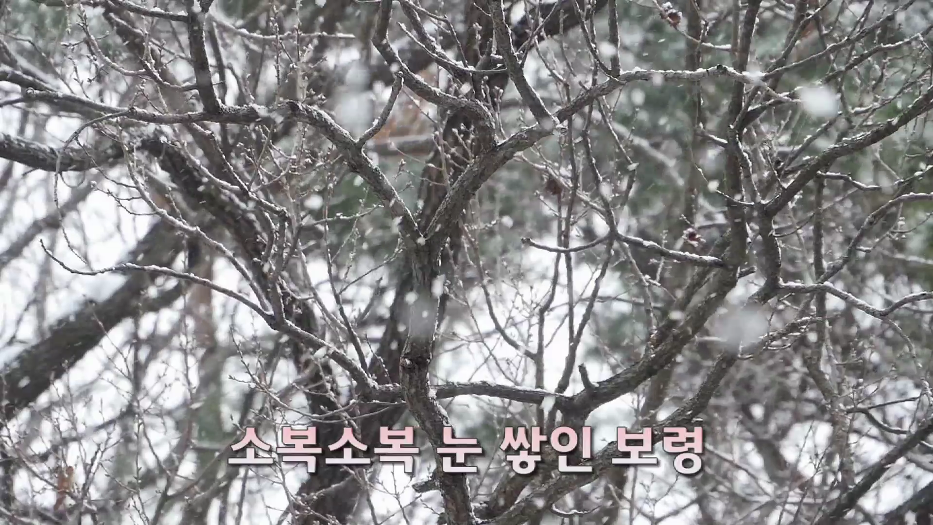 소복소복 눈 쌓인 성주산자연휴양림